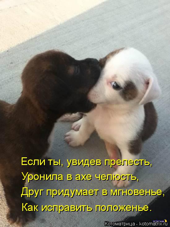 Если ты, увидев прелесть, Уронила в ахе челюсть, Друг придумает в мгновенье, Как исправить положенье.... Котоматрица: Если ты, увидев прелесть, Уронила в ахе челюсть, Друг придумает в мгновенье, Как исправить положенье.