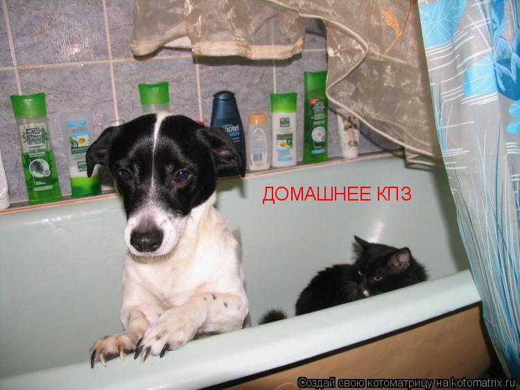 ДОМАШНЕЕ КПЗ... Котоматрица: ДОМАШНЕЕ КПЗ
