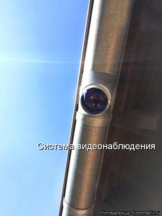 Система видеонаблюдения... Котоматрица: Система видеонаблюдения