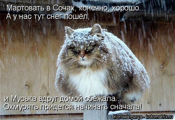 Мартовать в Сочах, конечно, хорошо... А у нас тут снег пошёл, и Муська вдруг домой сбежала... Охмуря... Котоматрица: Мартовать в Сочах, конечно, хорошо... А у нас тут снег пошёл, и Муська вдруг домой сбежала... Охмурять придется начинать сначала!