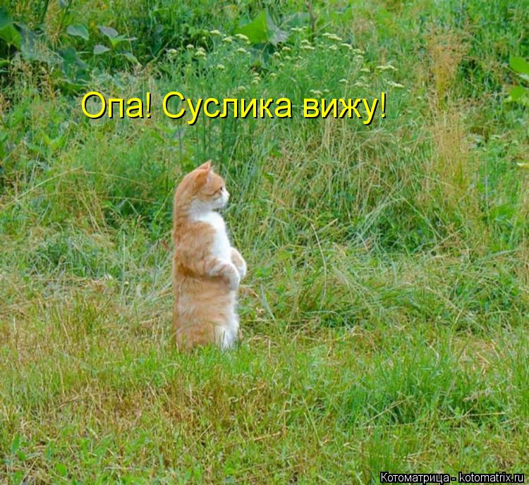 Опа! Суслика вижу!... Котоматрица: Опа! Суслика вижу!