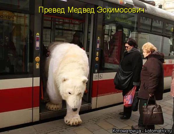 Превед Медвед Эскимосович... Котоматрица: Превед Медвед Эскимосович
