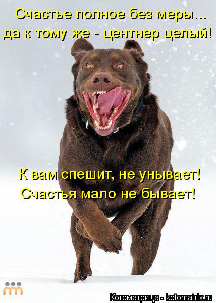 К вам спешит, не унывает! Счастье полное без меры... да к тому же - центнер целый! Счастья мало не бы... Котоматрица: К вам спешит, не унывает! Счастье полное без меры... да к тому же - центнер целый! Счастья мало не бывает!