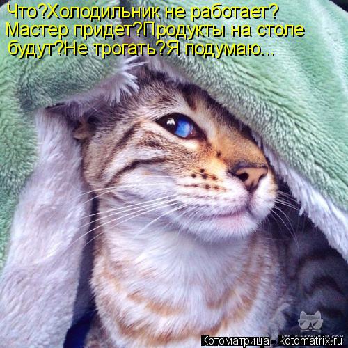 Что?Холодильник не работает? Мастер придет?Продукты на столе будут?Не трогать?Я подумаю...... Котоматрица: Что?Холодильник не работает? Мастер придет?Продукты на столе будут?Не трогать?Я подумаю...