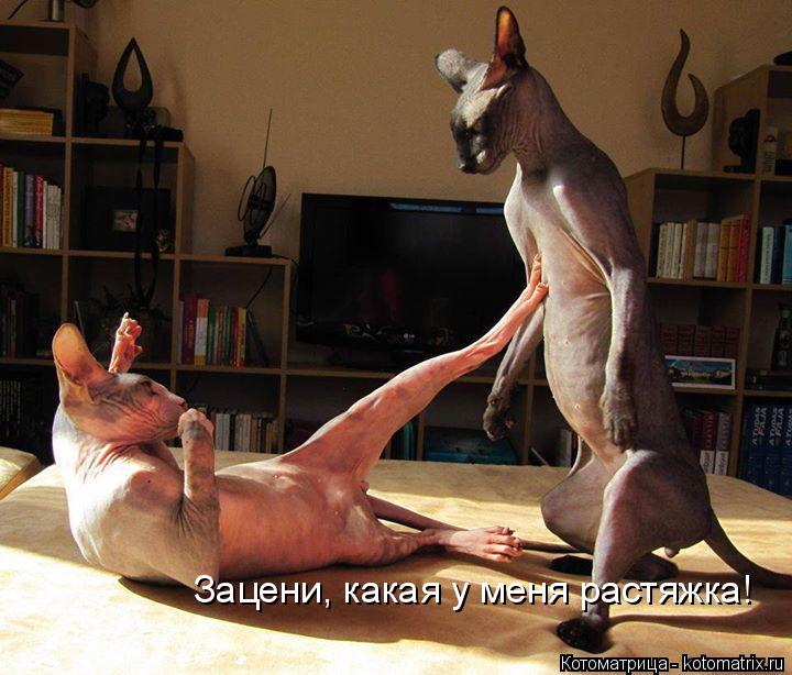Зацени, какая у меня растяжка!... Котоматрица: Зацени, какая у меня растяжка!