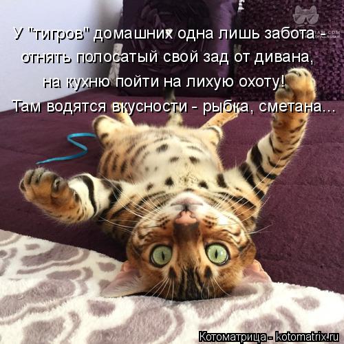 У "тигров" домашних одна лишь забота - отнять полосатый свой зад от дивана, на кухню пойти на лихую о... Котоматрица: У "тигров" домашних одна лишь забота - отнять полосатый свой зад от дивана, на кухню пойти на лихую охоту! Там водятся вкусности - рыбка, смета