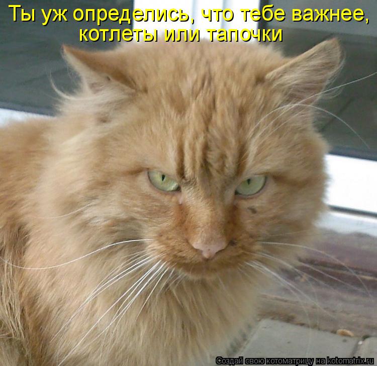Ты уж определись, что тебе важнее, котлеты или тапочки... Котоматрица: Ты уж определись, что тебе важнее, котлеты или тапочки