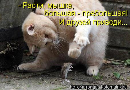 - Расти, мышка, большая - пребольшая! И друзей приводи...... Котоматрица: - Расти, мышка, большая - пребольшая! И друзей приводи...