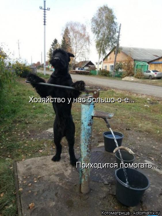 Хозяйство у нас большо-о-е... Приходится помогать...... Котоматрица: Хозяйство у нас большо-о-е... Приходится помогать...