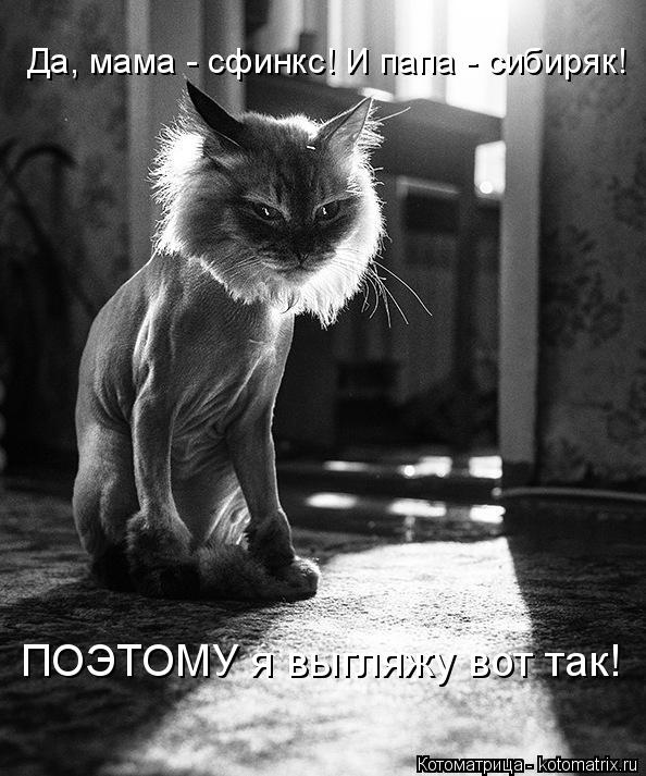 Да, мама - сфинкс! И папа - сибиряк! ПОЭТОМУ я выгляжу вот так!... Котоматрица: Да, мама - сфинкс! И папа - сибиряк! ПОЭТОМУ я выгляжу вот так!