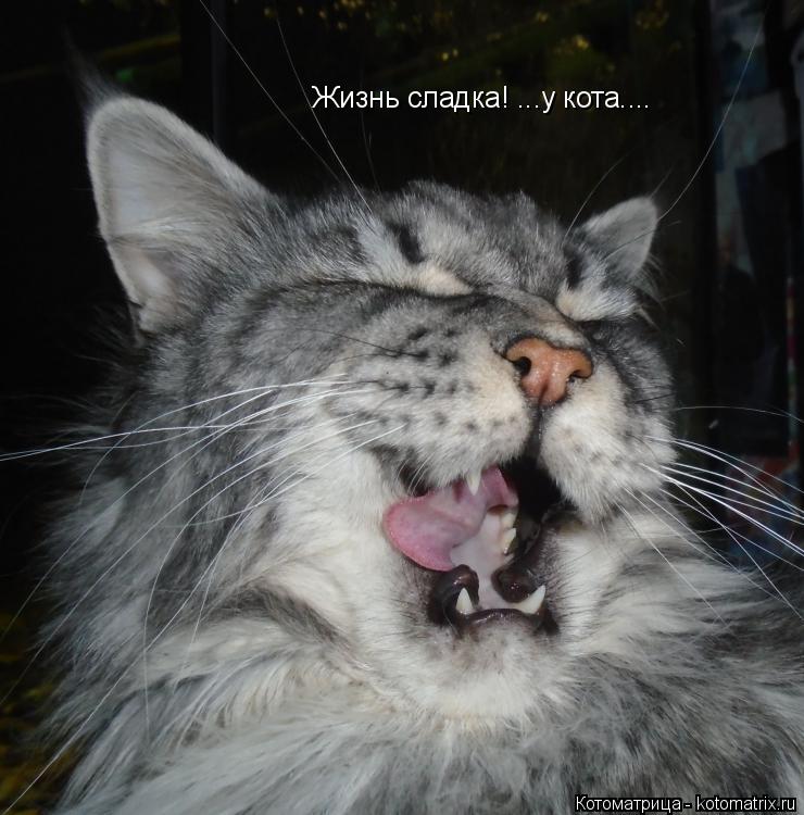 Жизнь сладка! ...у кота....... Котоматрица: Жизнь сладка! ...у кота....