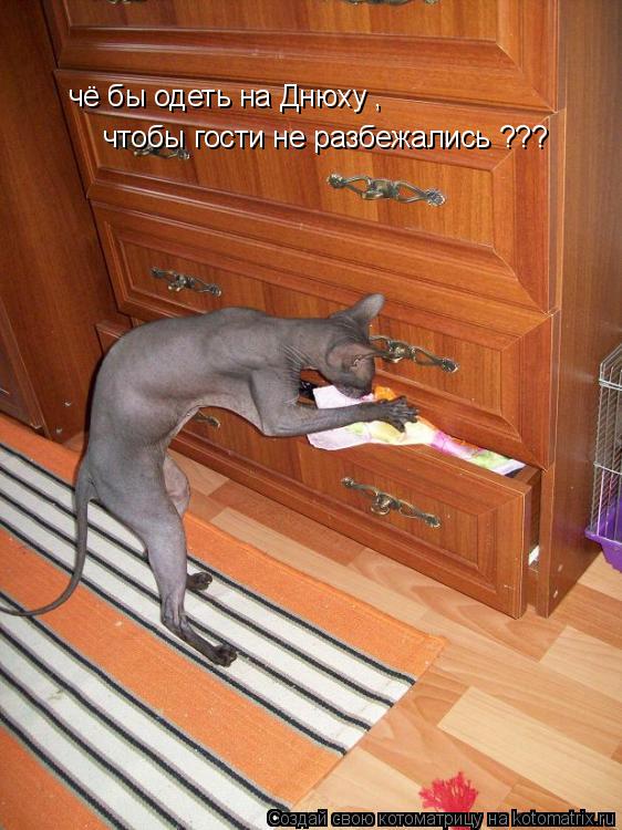 Котоматрица: чё бы одеть на Днюху , чтобы гости не разбежались ???