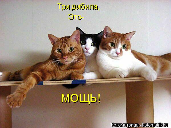 Три дибила, Это- МОЩЬ!... Котоматрица: Три дибила, Это- МОЩЬ!