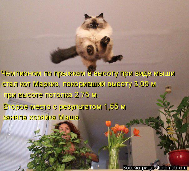 Чемпионом по прыжкам в высоту при виде мыши стал кот Маркиз, покоривший высоту 3,05 м при высоте пото... Котоматрица: Чемпионом по прыжкам в высоту при виде мыши стал кот Маркиз, покоривший высоту 3,05 м при высоте потолка 2.75 м. Второе место с результатом 1,55 м