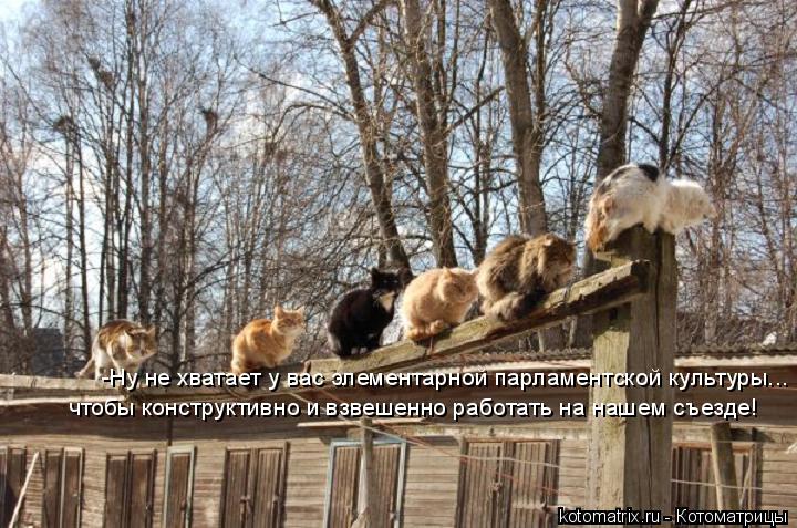 -Ну не хватает у вас элементарной парламентской культуры... чтобы конструктивно и взвешенно работать ... Котоматрица: -Ну не хватает у вас элементарной парламентской культуры... чтобы конструктивно и взвешенно работать на нашем съезде!