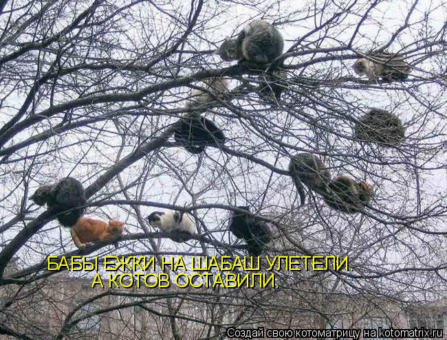 БАБЫ ЕЖКИ НА ШАБАШ УЛЕТЕЛИ. А КОТОВ ОСТАВИЛИ.... Котоматрица: БАБЫ ЕЖКИ НА ШАБАШ УЛЕТЕЛИ. А КОТОВ ОСТАВИЛИ.