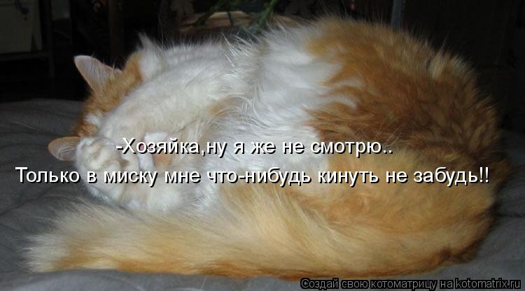 Только в миску мне что-нибудь кинуть не забудь!! -Хозяйка,ну я же не смотрю..... Котоматрица: Только в миску мне что-нибудь кинуть не забудь!! -Хозяйка,ну я же не смотрю..