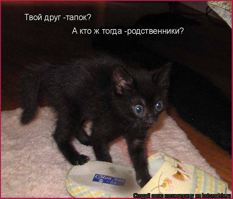 Твой друг -тапок? А кто ж тогда -родственники?... Котоматрица: Твой друг -тапок? А кто ж тогда -родственники?