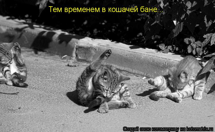 Тем временем в кошачей бане...... Котоматрица: Тем временем в кошачей бане...