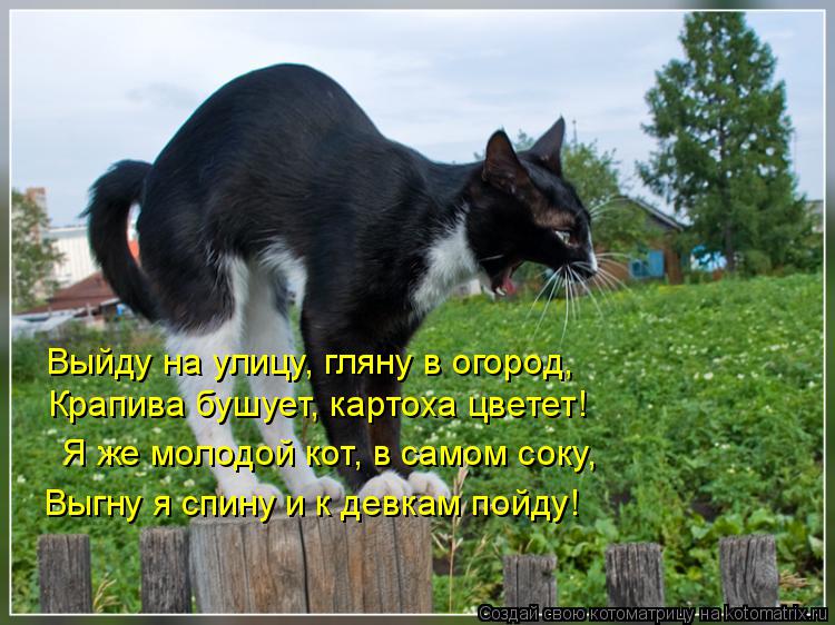 Выйду на улицу, гляну в огород, Крапива бушует, картоха цветет! Я же молодой кот, в самом соку, Выгну... Котоматрица: Выйду на улицу, гляну в огород, Крапива бушует, картоха цветет! Я же молодой кот, в самом соку, Выгну я спину и к девкам пойду!