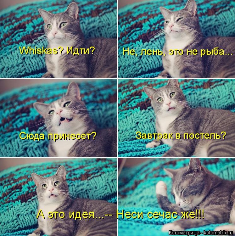 Котоматрица: Whiskas? Идти? Не, лень, это не рыба... Сюда принесет? Завтрак в постель? А это идея...-- Неси сечас же!!!
