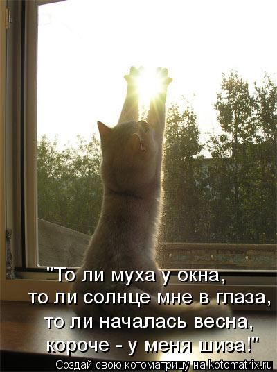 "То ли муха у окна, то ли солнце мне в глаза, то ли началась весна, короче - у меня шиза!"... Котоматрица: "То ли муха у окна, то ли солнце мне в глаза, то ли началась весна, короче - у меня шиза!"