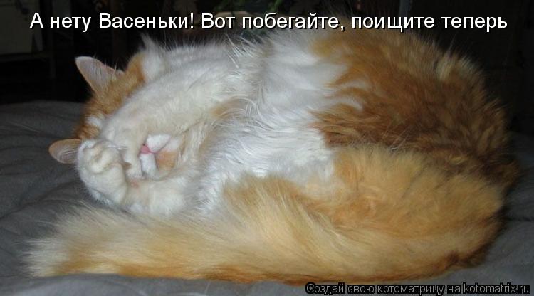 А нету Васеньки! Вот побегайте, поищите теперь... Котоматрица: А нету Васеньки! Вот побегайте, поищите теперь