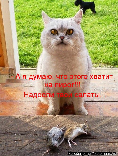- А я думаю, что этого хватит на пирог!!! Надоели твои салаты...... Котоматрица: - А я думаю, что этого хватит на пирог!!! Надоели твои салаты...