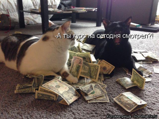 -А ты курс на сегодня смотрел?!... Котоматрица: -А ты курс на сегодня смотрел?!