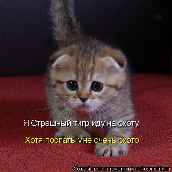 Я Страшный тигр иду на охоту, Хотя поспать мне очень охото.... Котоматрица: Я Страшный тигр иду на охоту, Хотя поспать мне очень охото.