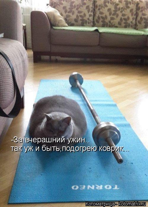-За вчерашний ужин.. так уж и быть,подогрею коврик...... Котоматрица: -За вчерашний ужин.. так уж и быть,подогрею коврик...
