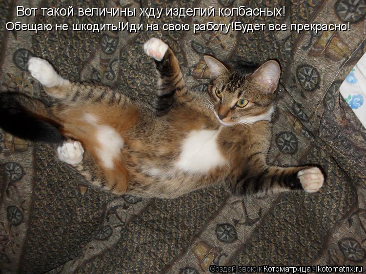 Вот такой величины жду изделий колбасных! Обещаю не шкодить!Иди на свою работу!Будет все прекрасно!... Котоматрица: Вот такой величины жду изделий колбасных! Обещаю не шкодить!Иди на свою работу!Будет все прекрасно!