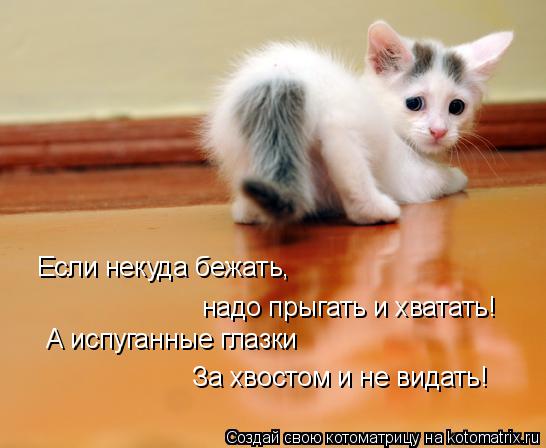 Если некуда бежать, надо прыгать и хватать! А испуганные глазки За хвостом и не видать!... Котоматрица: Если некуда бежать, надо прыгать и хватать! А испуганные глазки За хвостом и не видать!