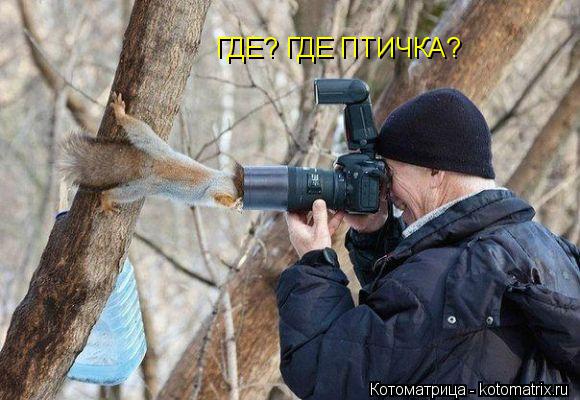 ГДЕ? ГДЕ ПТИЧКА?... Котоматрица: ГДЕ? ГДЕ ПТИЧКА?