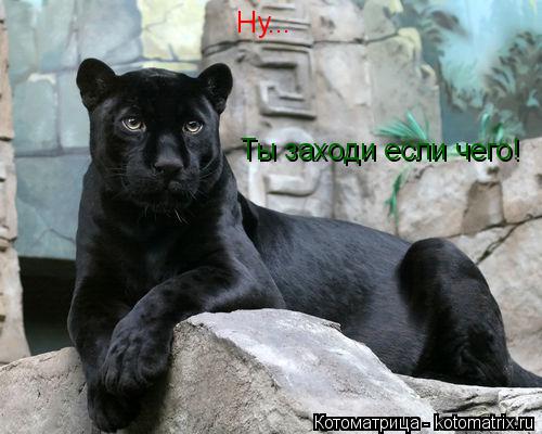 Ну... Ты заходи если чего!... Котоматрица: Ну... Ты заходи если чего!