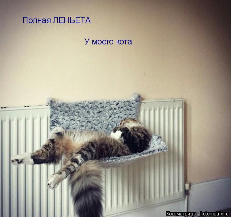 Полная ЛЕНЬЁТА У моего кота... Котоматрица: Полная ЛЕНЬЁТА У моего кота