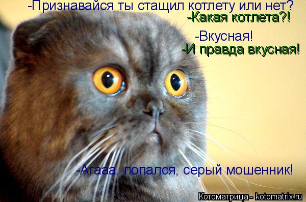 -Какая котлета?! -Признавайся ты стащил котлету или нет? -Вкусная! -И правда вкусная! -Агааа, попался... Котоматрица: -Какая котлета?! -Признавайся ты стащил котлету или нет? -Вкусная! -И правда вкусная! -Агааа, попался, серый мошенник!