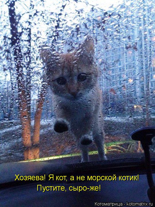 Хозяева! Я кот, а не морской котик! Пустите, сыро-же!... Котоматрица: Хозяева! Я кот, а не морской котик! Пустите, сыро-же!
