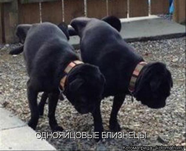 ОДНОЯЙЦОВЫЕ БЛИЗНЕЦЫ... Котоматрица: ОДНОЯЙЦОВЫЕ БЛИЗНЕЦЫ