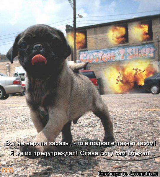Я же их предупреждал! Слава Богу сам сбежал! Вот не верили заразы, что в подвале пахнет газом!... Котоматрица: Я же их предупреждал! Слава Богу сам сбежал! Вот не верили заразы, что в подвале пахнет газом!