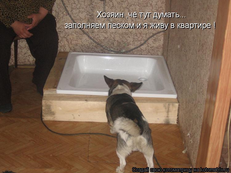 Котоматрица: Хозяин ,чё тут думать... заполняем песком и я живу в квартире !