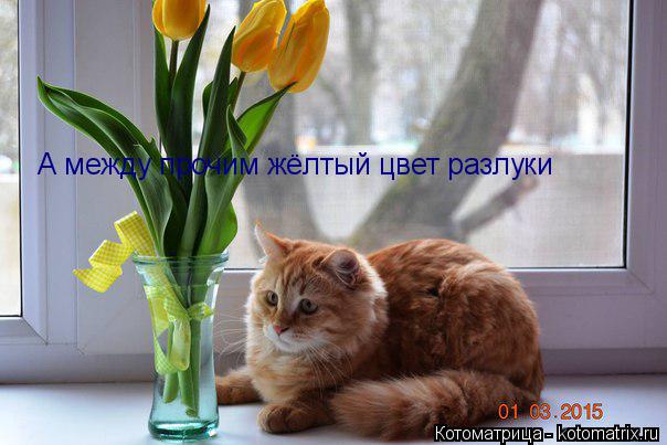 А между прочим жёлтый цвет разлуки... Котоматрица: А между прочим жёлтый цвет разлуки