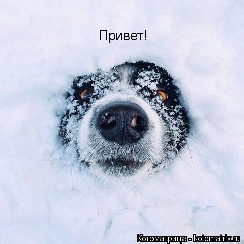 Привет!... Котоматрица: Привет!