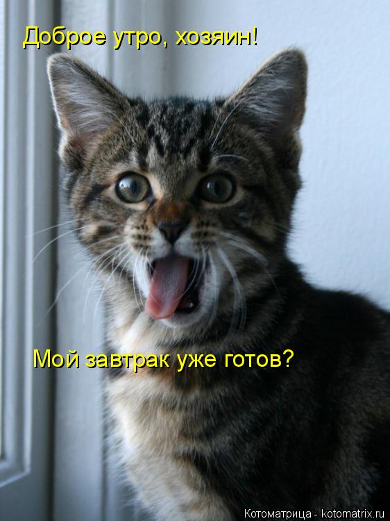 Доброе утро, хозяин! Мой завтрак уже готов?... Котоматрица: Доброе утро, хозяин! Мой завтрак уже готов?