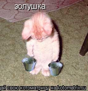 золушка... Котоматрица: золушка