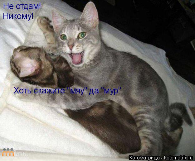 Не отдам! Никому! Хоть скажите "мяу" да "мур"... Котоматрица: Не отдам! Никому! Хоть скажите "мяу" да "мур"