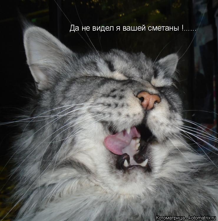 Да не видел я вашей сметаны !......... Котоматрица: Да не видел я вашей сметаны !......
