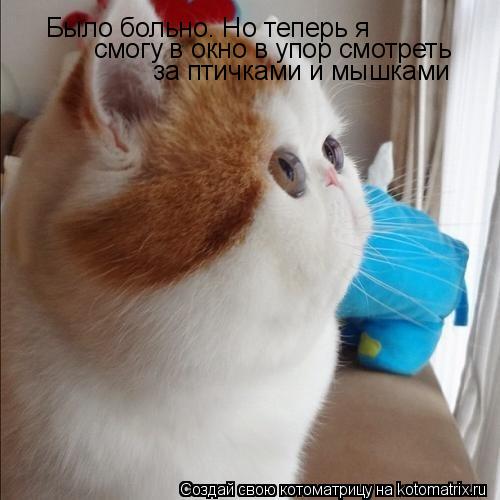 Было больно. Но теперь я смогу в окно в упор смотреть за птичками и мышками... Котоматрица: Было больно. Но теперь я смогу в окно в упор смотреть за птичками и мышками