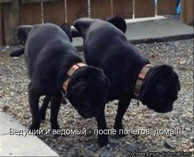 Ведущий и ведомый - после полетов, дома!!!... Котоматрица: Ведущий и ведомый - после полетов, дома!!!