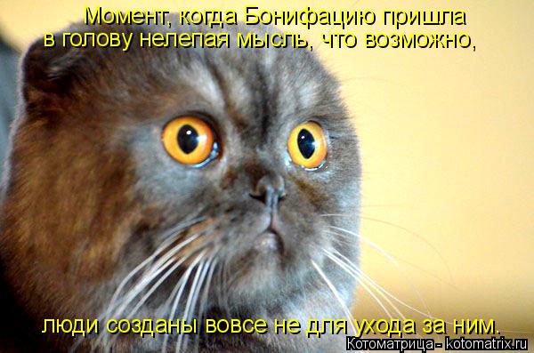 Момент, когда Бонифацию пришла в голову нелепая мысль, что возможно, люди созданы вовсе не для ухода... Котоматрица: Момент, когда Бонифацию пришла в голову нелепая мысль, что возможно, люди созданы вовсе не для ухода за ним.